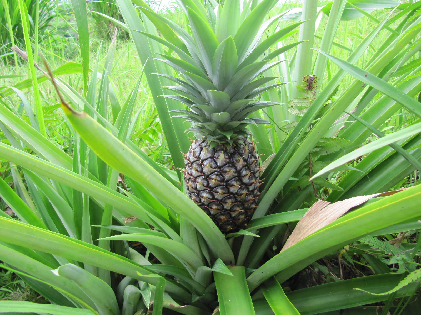Ananas comosus
